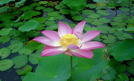 http://www.semiurgy.net/wp-content/themes/livingos-upsilon-1/smoothgallery/images/brugges2006/lotus.jpg
